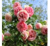 Роза плетистая Эден Роуз (Eden Rose)01
